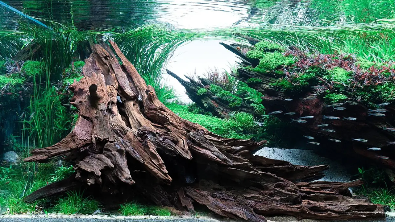 Aquascaping steps - Nebula - IAPLC 2025 Bronze Prize - Kiat Fuil Yap / Malaysia